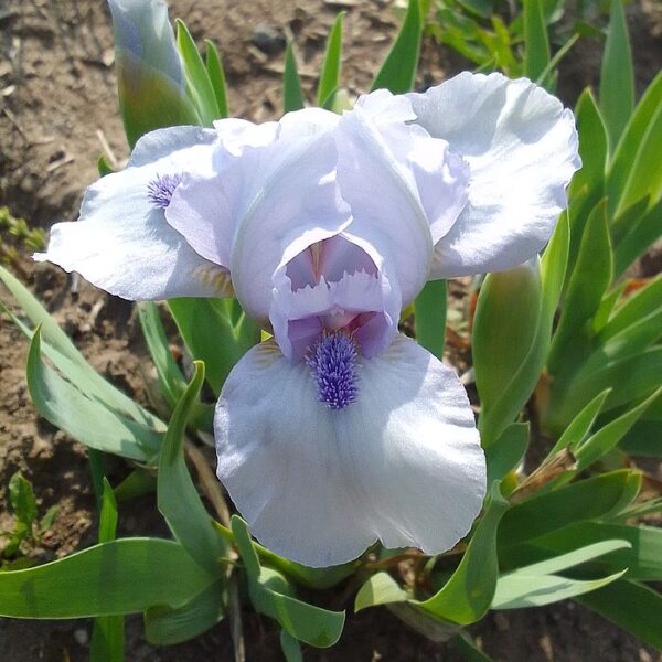 SAPPHIRE JEWEL