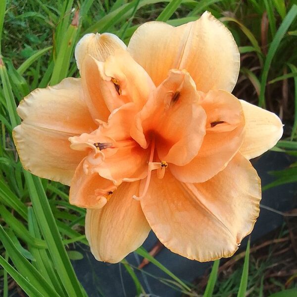 TANGERINE TWIST