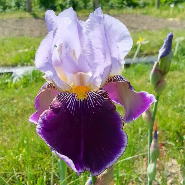 FROUFROU