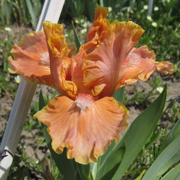 ORANGE OBSESSION