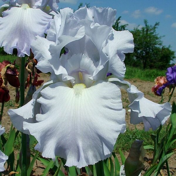SCANDIA DELIGHT