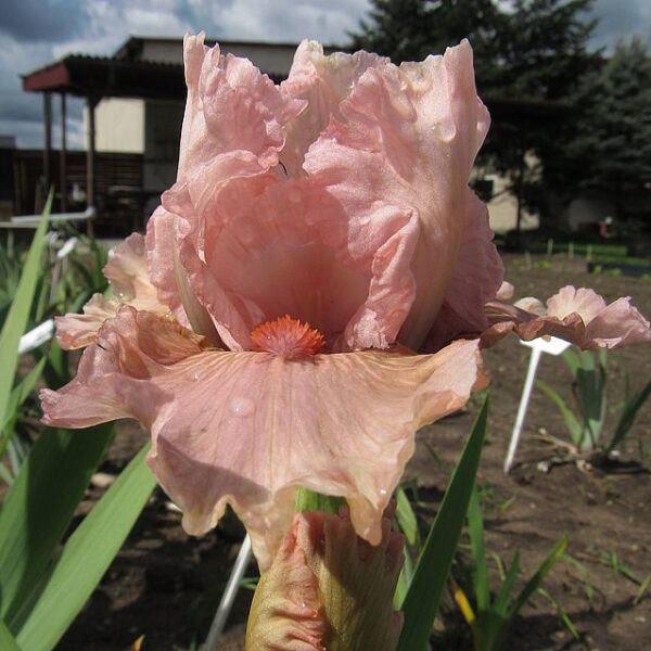 SCENE IN PINK