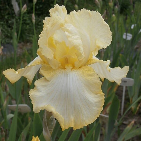 LEMON MIST