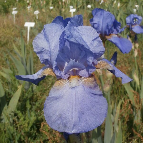 TYROLEAN BLUE